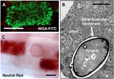 Beneficial Services of Arbuscular Mycorrhizal Fungi – From Ecology to Application